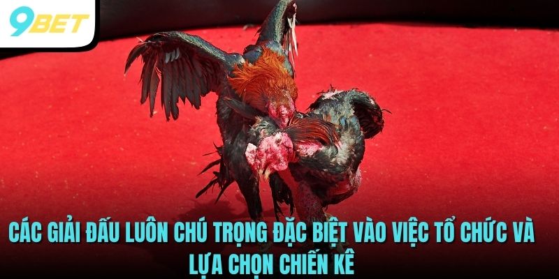 Đá Gà Thomo - Bộ Môn Dành Cho Những Tín Đồ Chọi Kê 4 9BET là kênh chiếu trực tiếp trường gà Thomo chuẩn nhất