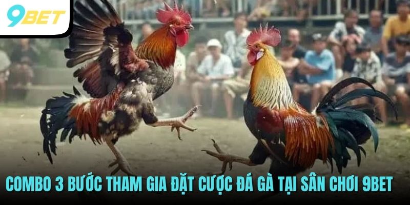 Đá Gà Cựa Dao - Theo Dõi Các Trận Đấu Hot Nhất Tại 9BET 4 Combo 3 bước tham gia đặt cược đá gà tại sân chơi 9BET