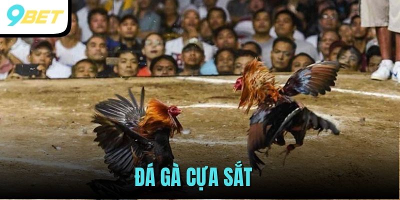 Đá Gà Cựa Sắt 9BET - Theo Dõi Những Trận Đấu Mãn Nhãn 1 đá gà cựa sắt
