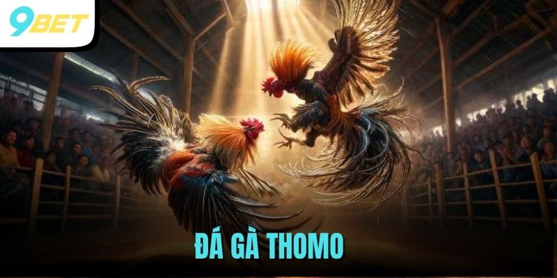 Đá Gà Thomo - Bộ Môn Dành Cho Những Tín Đồ Chọi Kê 1 đá gà Thomo