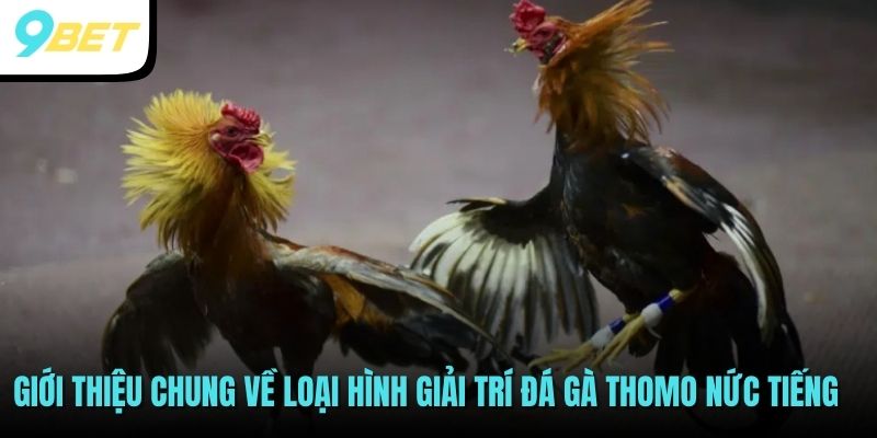 Đá Gà Thomo - Bộ Môn Dành Cho Những Tín Đồ Chọi Kê 2 Giới thiệu về kiểu đá gà Thomo nức tiếng thị trường