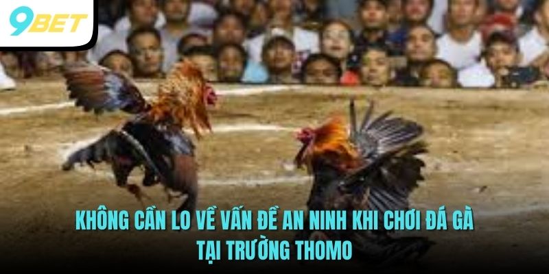 Đá Gà Thomo - Bộ Môn Dành Cho Những Tín Đồ Chọi Kê 3 Tham gia chọi kê tại trường Thomo đảm bảo an toàn