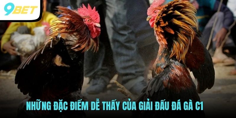 Đá Gà C1: Giải Đấu Đỉnh Cao, Kịch Tính Và Hấp Dẫn Tại 9BET 3 Những đặc điểm dễ thấy của giải đấu đá gà C1