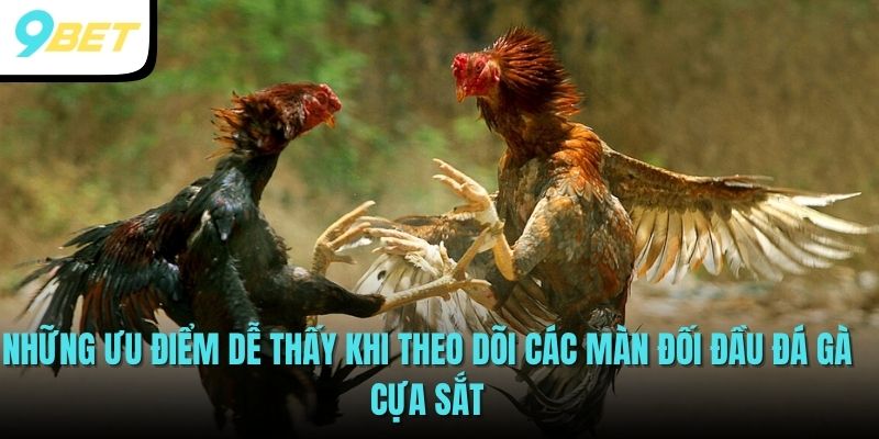Đá Gà Cựa Sắt 9BET - Theo Dõi Những Trận Đấu Mãn Nhãn 3 Những ưu điểm dễ thấy khi theo dõi các màn đối đầu đá gà cựa sắt