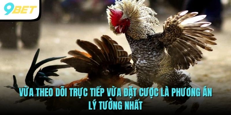 Đá Gà Cựa Dao - Theo Dõi Các Trận Đấu Hot Nhất Tại 9BET 3 Vừa theo dõi trực tiếp vừa đặt cược là phương án lý tưởng nhất